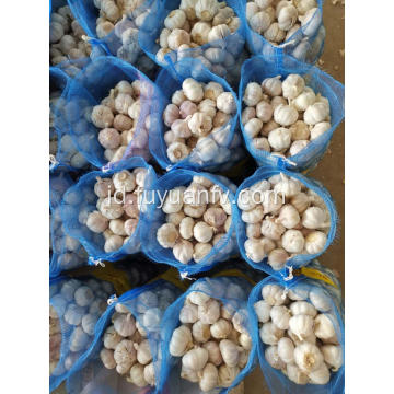 2019 bawang putih tanaman baru dengan harga bagus